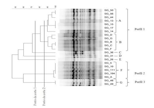 Utilização do ERIC-PCR para análise da variabilidade genética de isolados de Salmonella enterica subsp. enterica sorovar Gallinarum biovar Gallinarum1 - Image 1