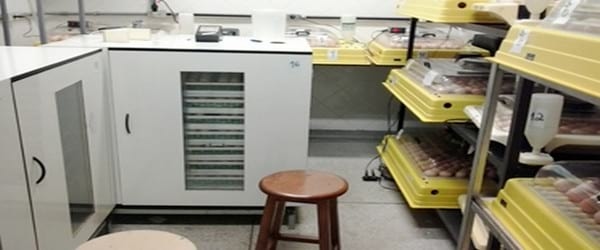 Estresse por calor - Inovações na avicultura de corte - Image 2