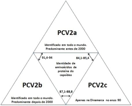 Vacinação e Imunidade de Rebanho Suíno - Image 5