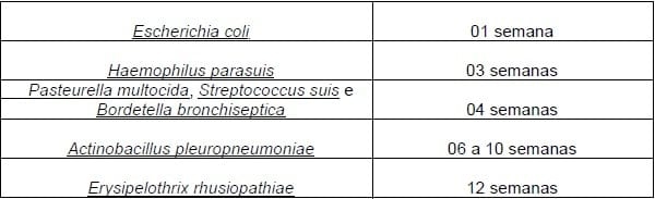 Vacinação e Imunidade de Rebanho Suíno - Image 11