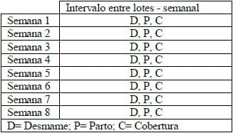 MANEJO EM BANDAS NA SUINOCULTURA - Image 1