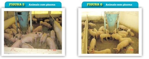Formas de melhorar o desempenho e aproveitar a elevação dos preços dos suínos - Image 5