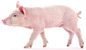 O plasma melhora a imunidade e sanidade em todas as fases da produção suína - Image 1
