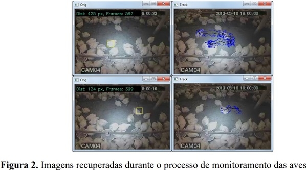 Rastreamento da movimentação em aviário atráves de processamento digital de imagens - Image 2