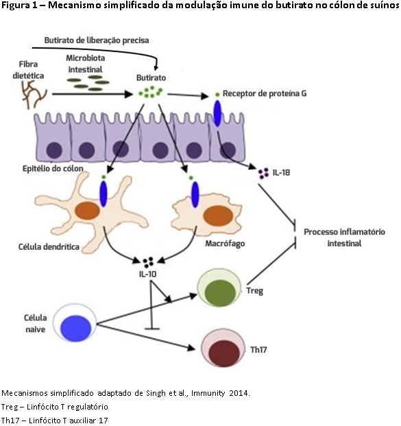Saúde intestinal na porca e seu impacto na produção de leite e resultados da leitegada - Image 2