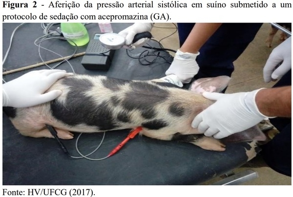 Acepromazina e/ou xilazina na sedação de suínos - Image 2