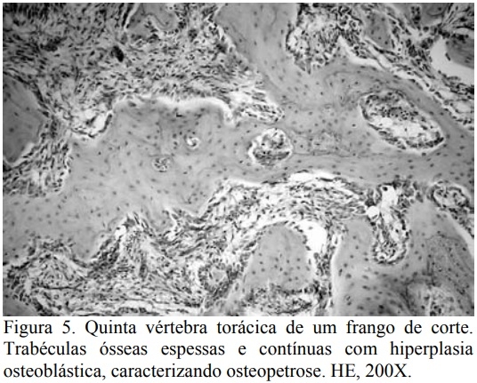Espondilolistese em frango de corte no Brasil - Image 5