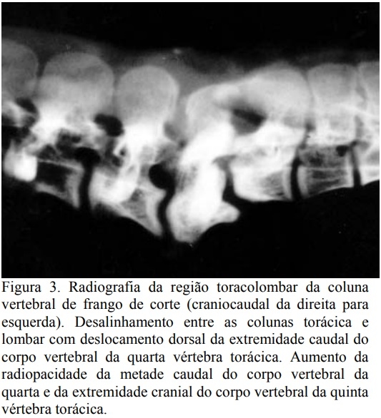 Espondilolistese em frango de corte no Brasil - Image 3