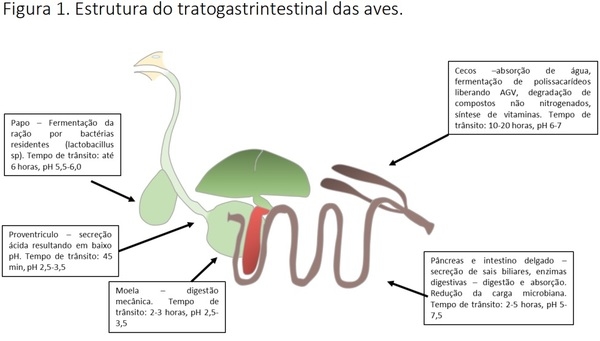 A importância da saúde intestinal na produção avícola - Image 1