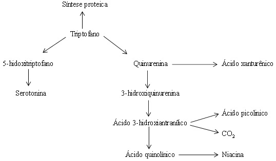 Triptofano na dieta de galinhas poedeiras - Image 1