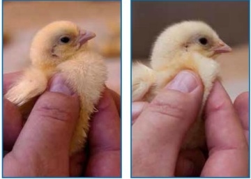 Aquecimento e qualidade de ar na fase inicial - Image 2
