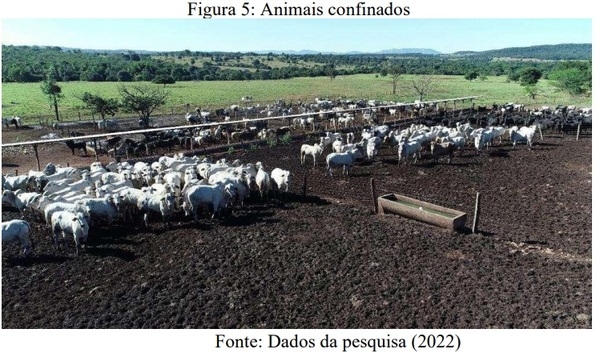 ADOÇÃO DO USO DE TECNOLOGIA: O IMPACTO NOS RESULTADOS DA PECUÁRIA DE CORTE NO CONFINAMENTO PONTAL - Image 5