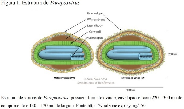 Patogênese experimental de parapoxvírus bovino 2 em bezerros, e poxvírus suíno como modelo para inativação viral em carcaças - Image 1