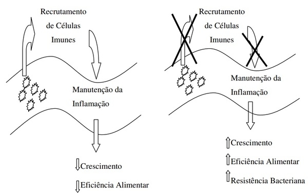 Alternativos em nutrição e alimentação de aves - Image 1
