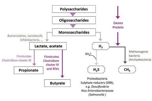 Figura 3a: Fração de carboidratos não digerível e microbiota envolvida neste processo (Ducatelle et al., 2016).