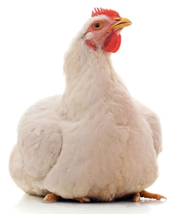 Uma abordagem complementar e holística para a produção sustentável de proteína animal e sucesso econômico
