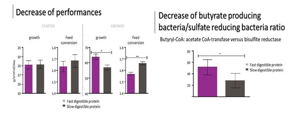 Figura 3b: Impacto do excesso de proteína na dieta dos frangos de corte (Ducatelle et al., 2016).