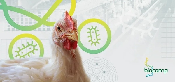 Como avaliar corretamente a redução de Salmonela spp. em frangos de corte - Image 1