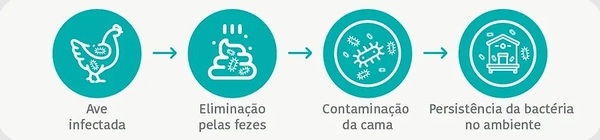 Como avaliar corretamente a redução de Salmonela spp. em frangos de corte - Image 2