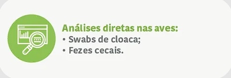 Como avaliar corretamente a redução de Salmonela spp. em frangos de corte - Image 4