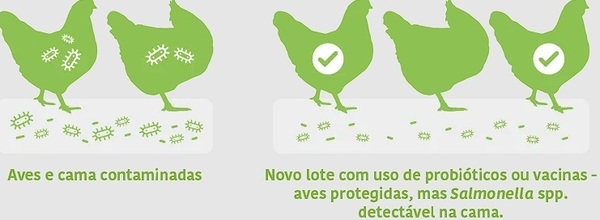 Como avaliar corretamente a redução de Salmonela spp. em frangos de corte - Image 8