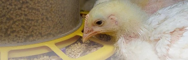 O papel da mosca-soldado-negra na nutrição sustentável de frangos de corte - Image 2