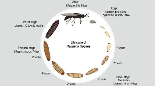 O papel da mosca-soldado-negra na nutrição sustentável de frangos de corte - Image 1