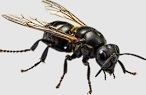 O papel da mosca-soldado-negra na nutrição sustentável de frangos de corte - Image 4