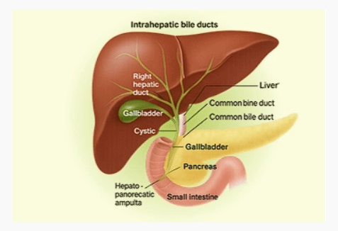 Efeito da nutrição na saúde hepática - Image 1
