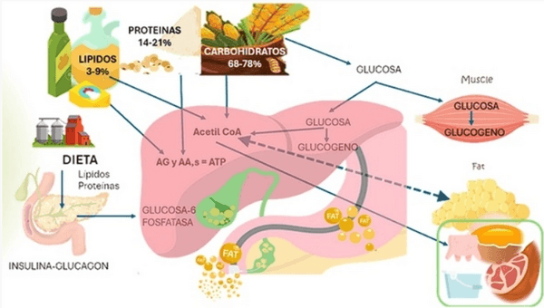 Efeito da nutrição na saúde hepática - Image 1