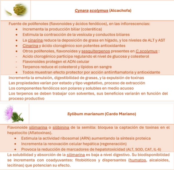 Efeito da nutrição na saúde hepática - Image 4