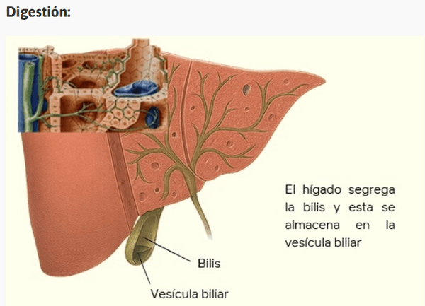 Efeito da nutrição na saúde hepática - Image 6