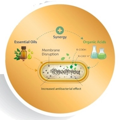 Óleos essenciais como alternativa aos antibióticos em suínos - Image 4