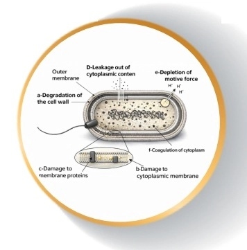 Óleos essenciais como alternativa aos antibióticos em suínos - Image 3