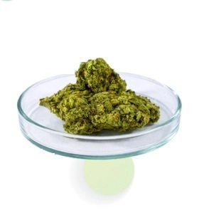 Óleos essenciais como alternativa aos antibióticos em suínos - Image 2