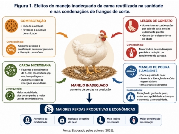 Efeito da reutilização de cama na mortalidade e nas condenações de carcaças em frangos de corte - Image 1