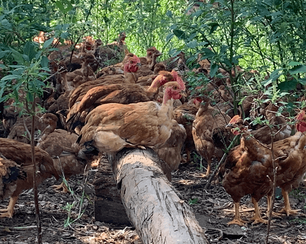 Aspectos sanitários na produção e comercialização da carne de frango caipira e convencional - Image 2
