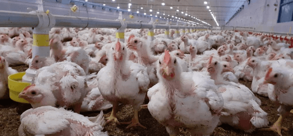 Aspectos sanitários na produção e comercialização da carne de frango caipira e convencional - Image 1