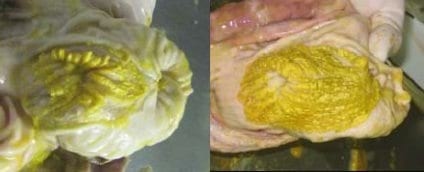 Cultivo de arcobacter spp a partir de estômagos com diferentes graus de lesões de úlcera gástrica em suínos - Image 3