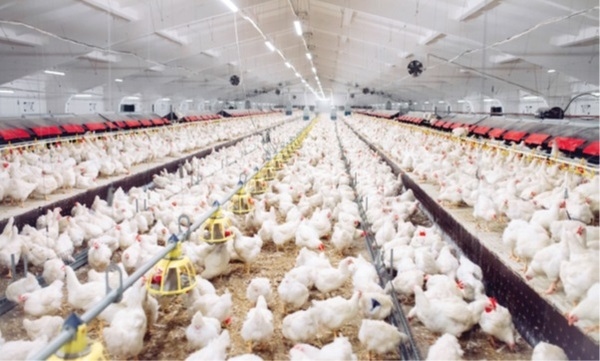 Por que o Big Data é importante para a produção de alimentos de origem animal? - Image 2