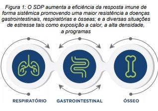 O Que Aprendemos sobre o Uso de Plasma Spray-Dried em Frangos? - Image 1