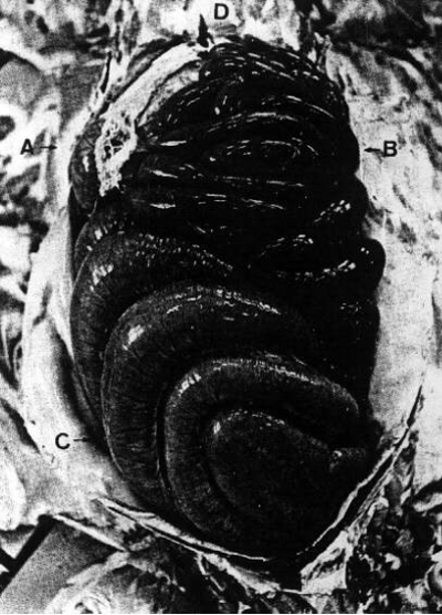 Causas de mortes súbitas em suínos: II. Torsão do mesentério - Image 2