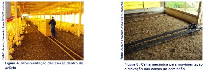 Manejo pré-abate em frangos de corte - Image 5