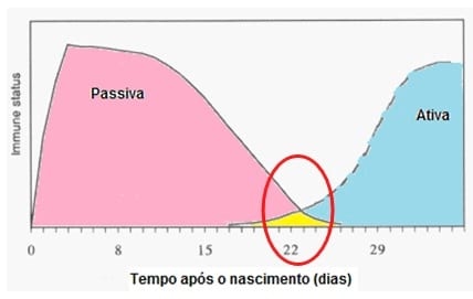 Em busca da integridade intestinal de leitões desmamados - Image 5