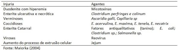 A saúde intestinal é elementar para a produtividade de frangos de corte - Image 1
