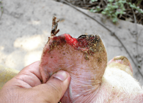 Necrose de orelha em suínos - Image 5