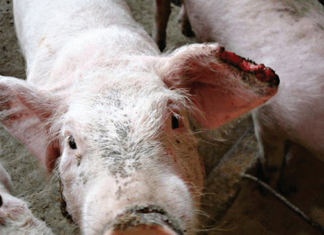 Necrose de orelha em suínos - Image 4