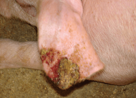 Necrose de orelha em suínos - Image 2