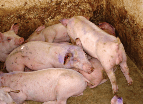 Necrose de orelha em suínos - Image 3