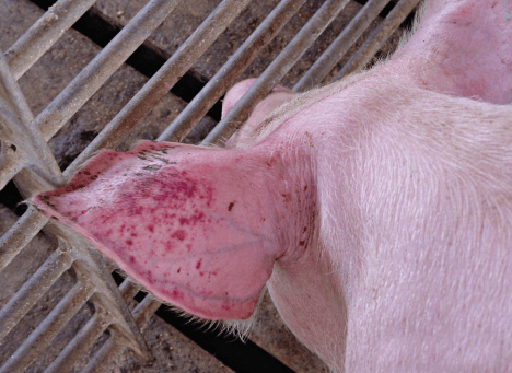 Necrose de orelha em suínos - Image 1